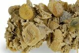 Miniature Fossil Cluster (Ammonites, Bivalves) - France #349385-2
